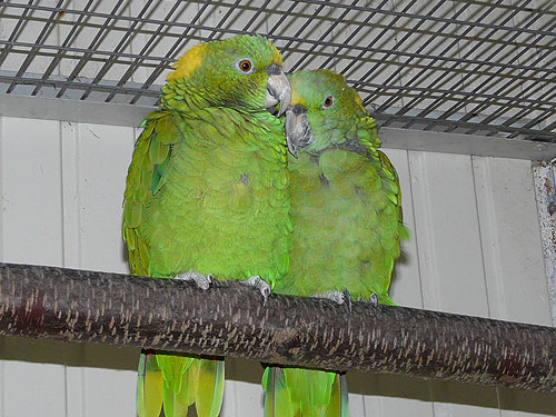 キエリボウシインコ