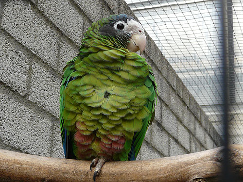 ミミグロボウシインコ