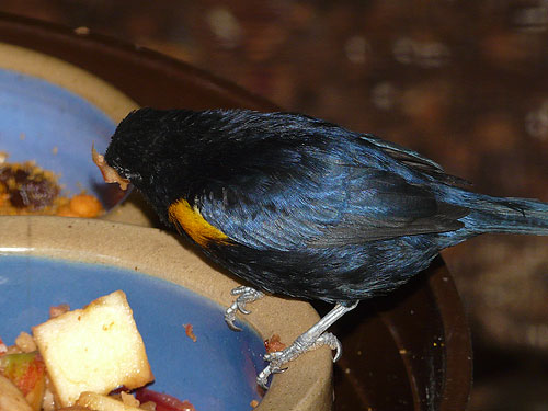 モンキスミレフウキンチョウ