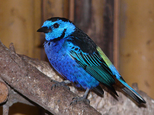 ムラサキフウキンチョウ