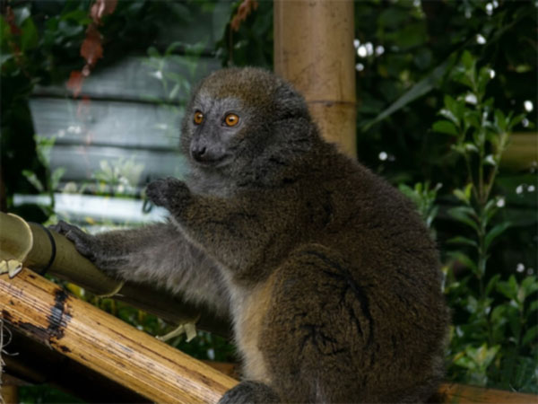 アラオトランジェントルキツネザル