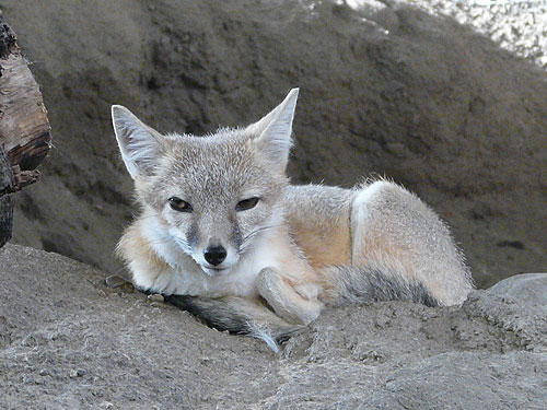スウィフトギツネ
