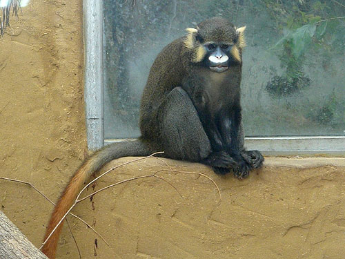 クチヒゲグエノン