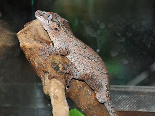 ツノミカドヤモリ