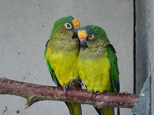 テツバシメキシコインコ
