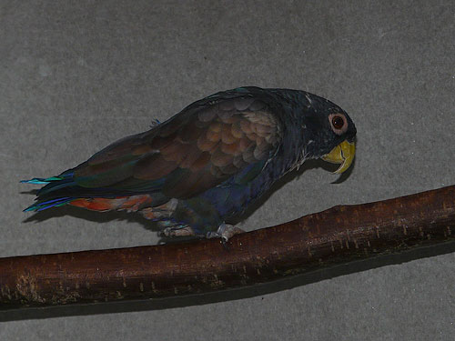 ドウバネインコ