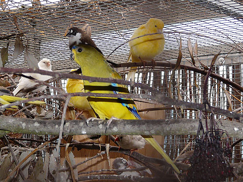 ワカナインコ