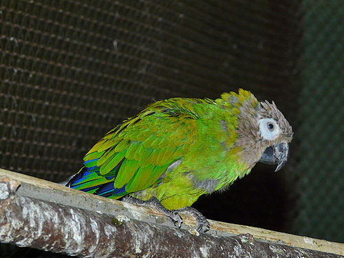 シモフリインコ