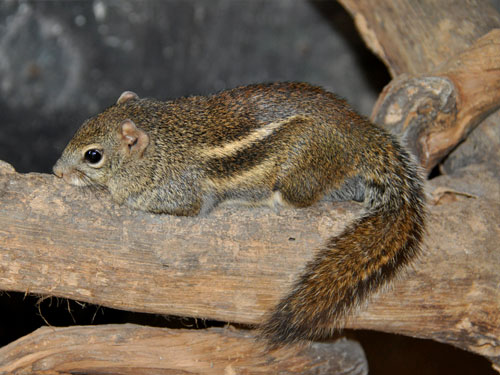 インドシナシマリス