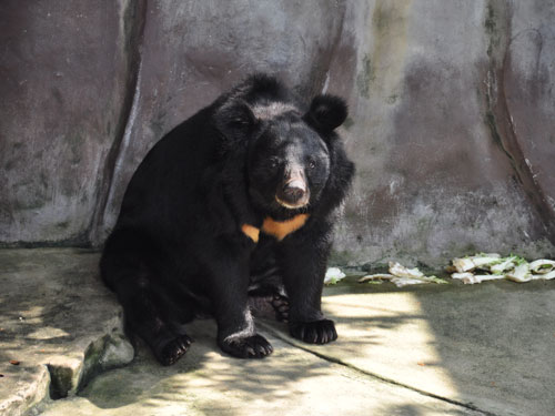 ツキノワグマ（Ursus thibetanus thibetanus）
