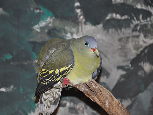 ハシブトアオバト
