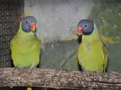 ハイガシラホンセイインコ