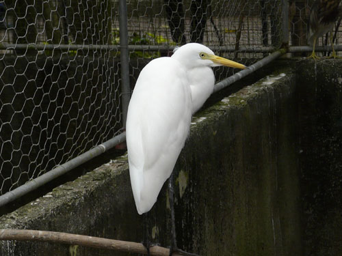 チュウサギ