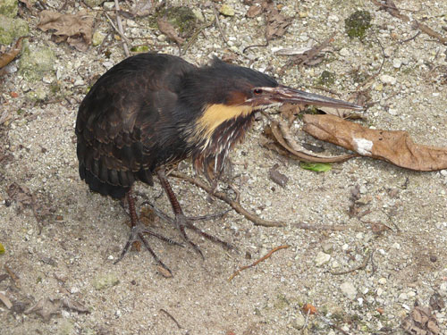 タカサゴクロサギ