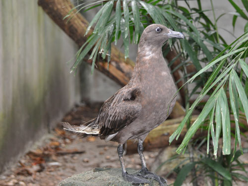 オオトウゾクカモメ