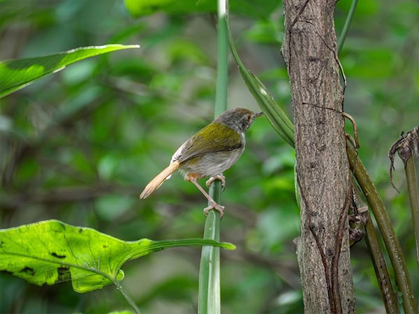 オナガサイホウチョウ