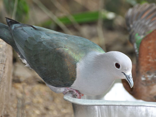ミカドバト