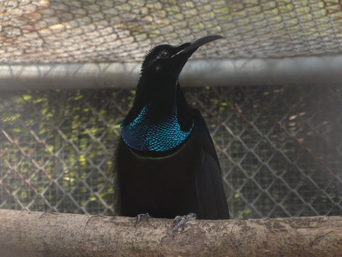 オオウロコフウチョウ