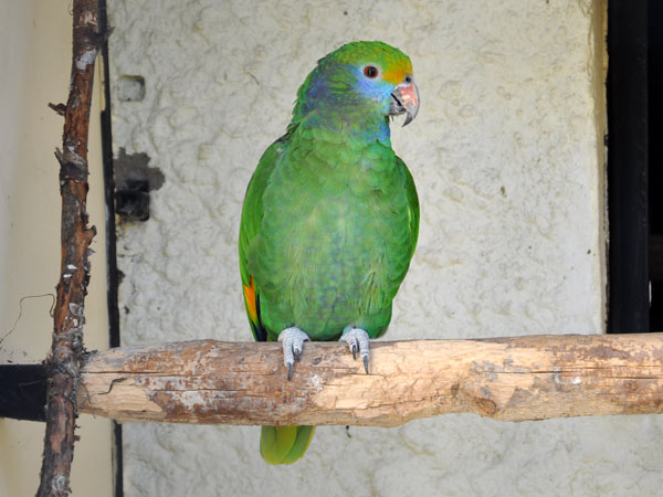 キガオボウシインコ