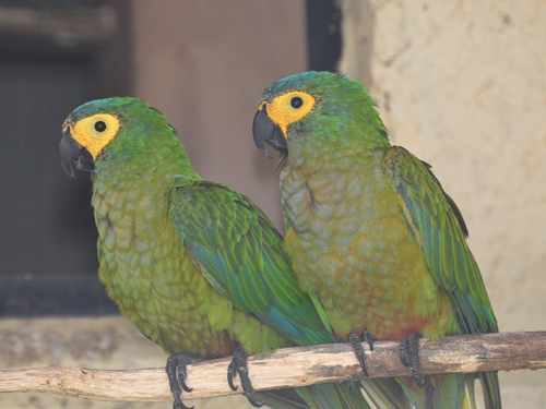 ズグロヒメコンゴウインコ