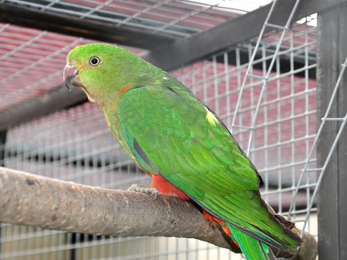 オウインコ