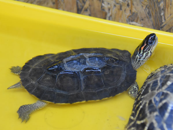 アシポチヤマガメ
