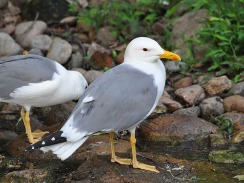 セグロカモメ（Larus vegae）