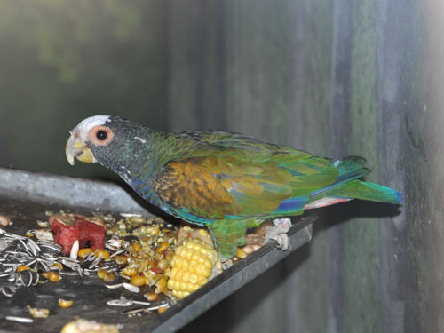 メキシコシロガシラインコ