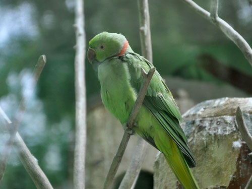 ワカケホンセイインコ（Psittacula krameri borealis）