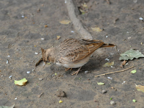 カンムリヒバリ