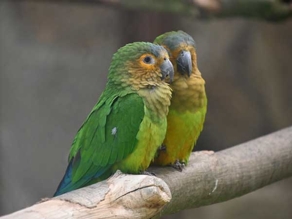 チャノドインコ