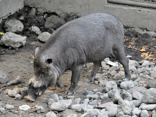 ヴィサヤンヒゲイノシシ