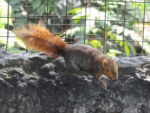 アカスンダリス