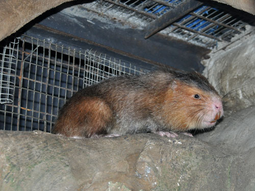 タケネズミ