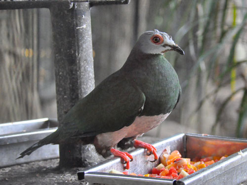 アカハラオビオバト