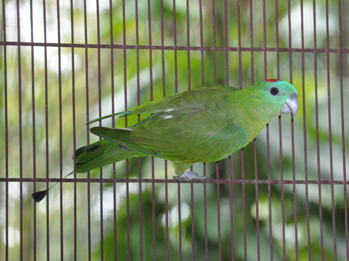 ルソンズアカウチワインコ
