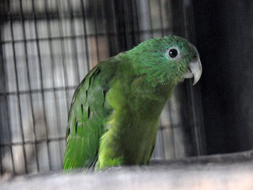パラワンウチワインコ