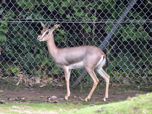 アラビアガゼル