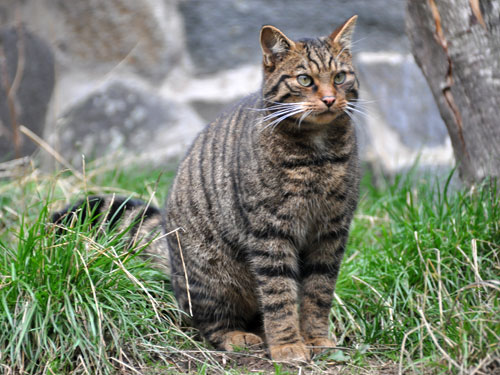 ヨーロッパヤマネコ（Felis silvestris grampia）
