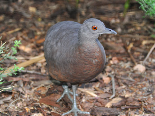 チャイロシギダチョウ