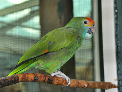 アカマユボウシインコ