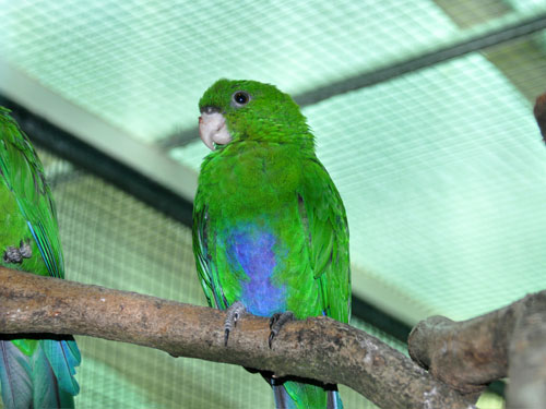 アオハラインコ
