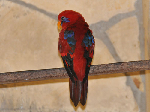 ホオアオインコ