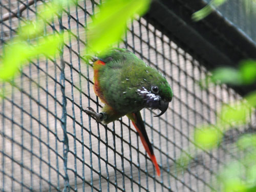ヤマムスメインコ