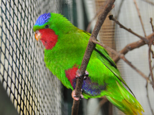 ズアオムスメインコ