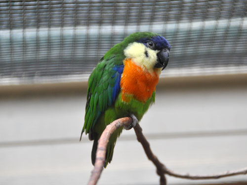 ホオグロイチジクインコ