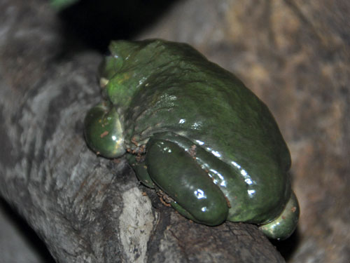 フトアマガエル