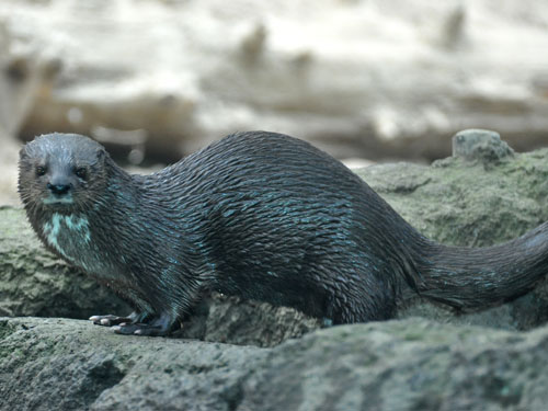 ノドブチカワウソ