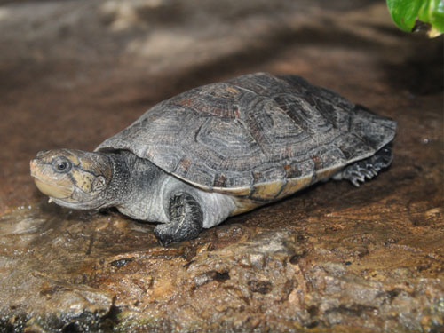マダガスカルヨコクビガメ