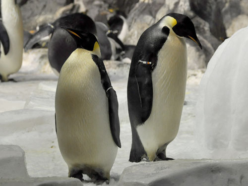 コウテイペンギン